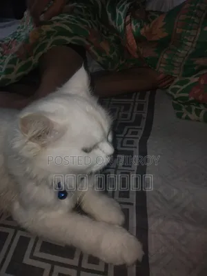 ৩-৬ মাসের ফিমেল পিওরব্রেড পার্সিয়ান