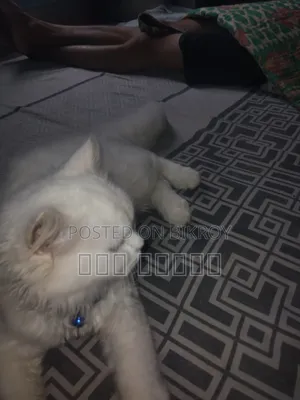 ৩-৬ মাসের ফিমেল পিওরব্রেড পার্সিয়ান