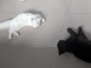 ৩-৬ মাসের ফিমেল পিওরব্রেড পার্সিয়ান