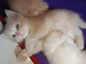 ১-৩ মাসের মহিলা খাঁটি পার্সিয়ান