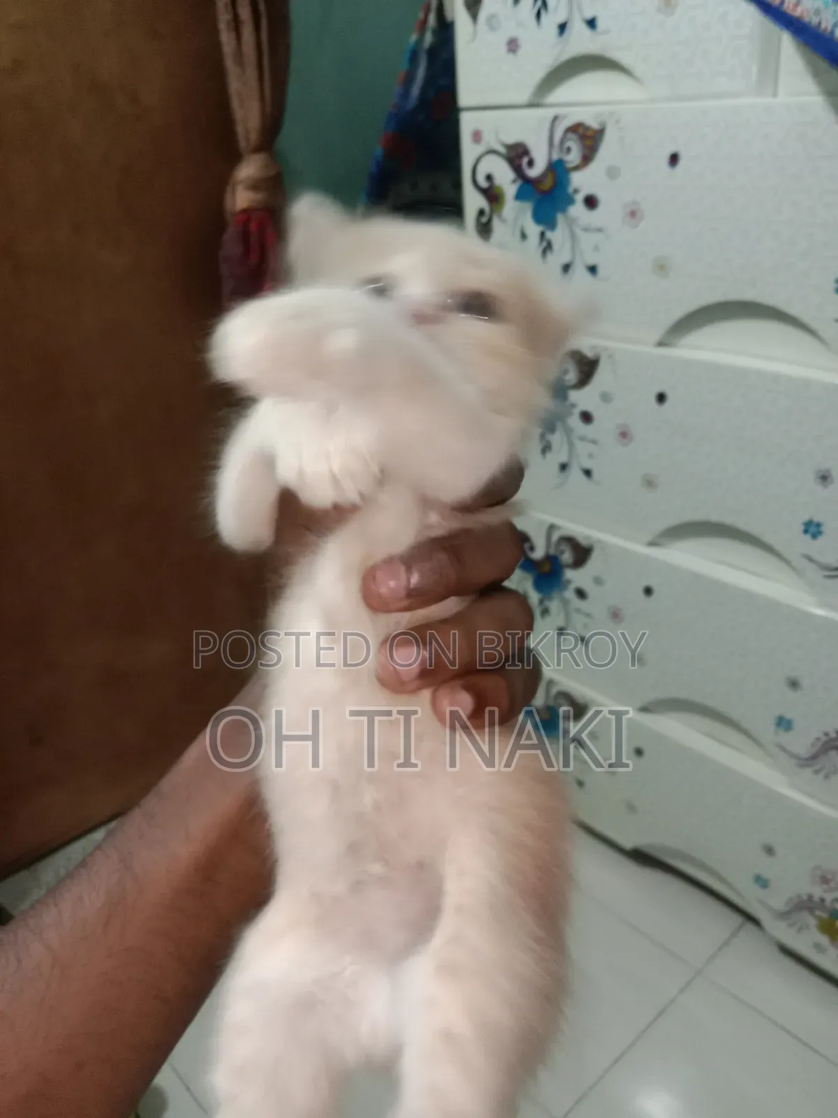 ১-৩ মাসের মহিলা খাঁটি পার্সিয়ান