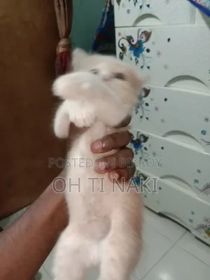 ১-৩ মাসের মহিলা খাঁটি পার্সিয়ান