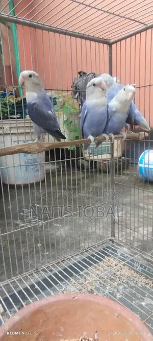 লাভ বার্ড ভায়োলেট অপালিন