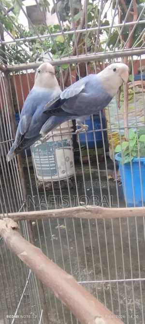 লাভ বার্ড ভায়োলেট অপালিন