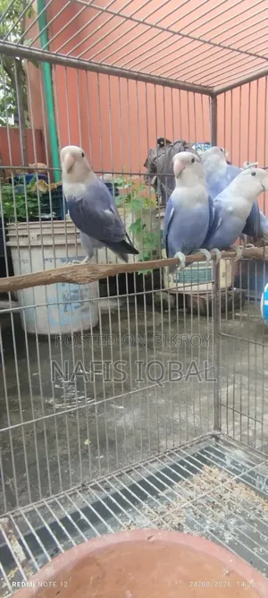 লাভ বার্ড ভায়োলেট অপালিন