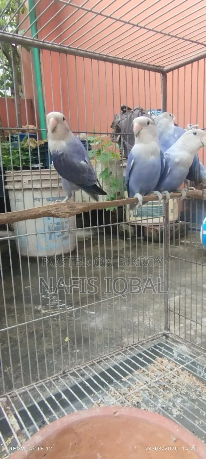 লাভ বার্ড ভায়োলেট অপালিন