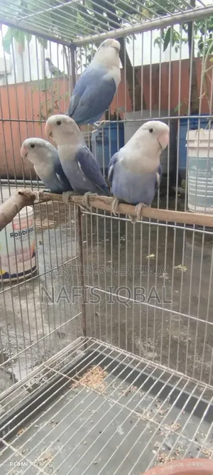 লাভ বার্ড ভায়োলেট অপালিন