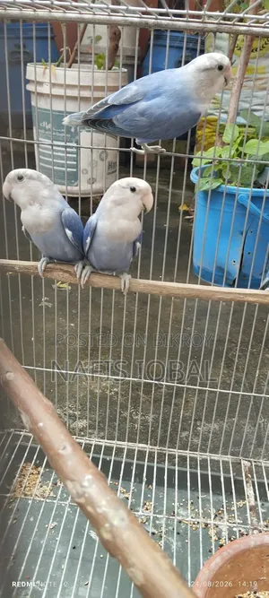 লাভ বার্ড ভায়োলেট অপালিন