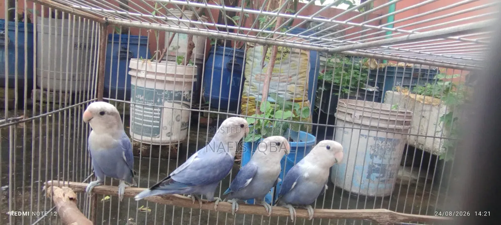 লাভ বার্ড ভায়োলেট অপালিন