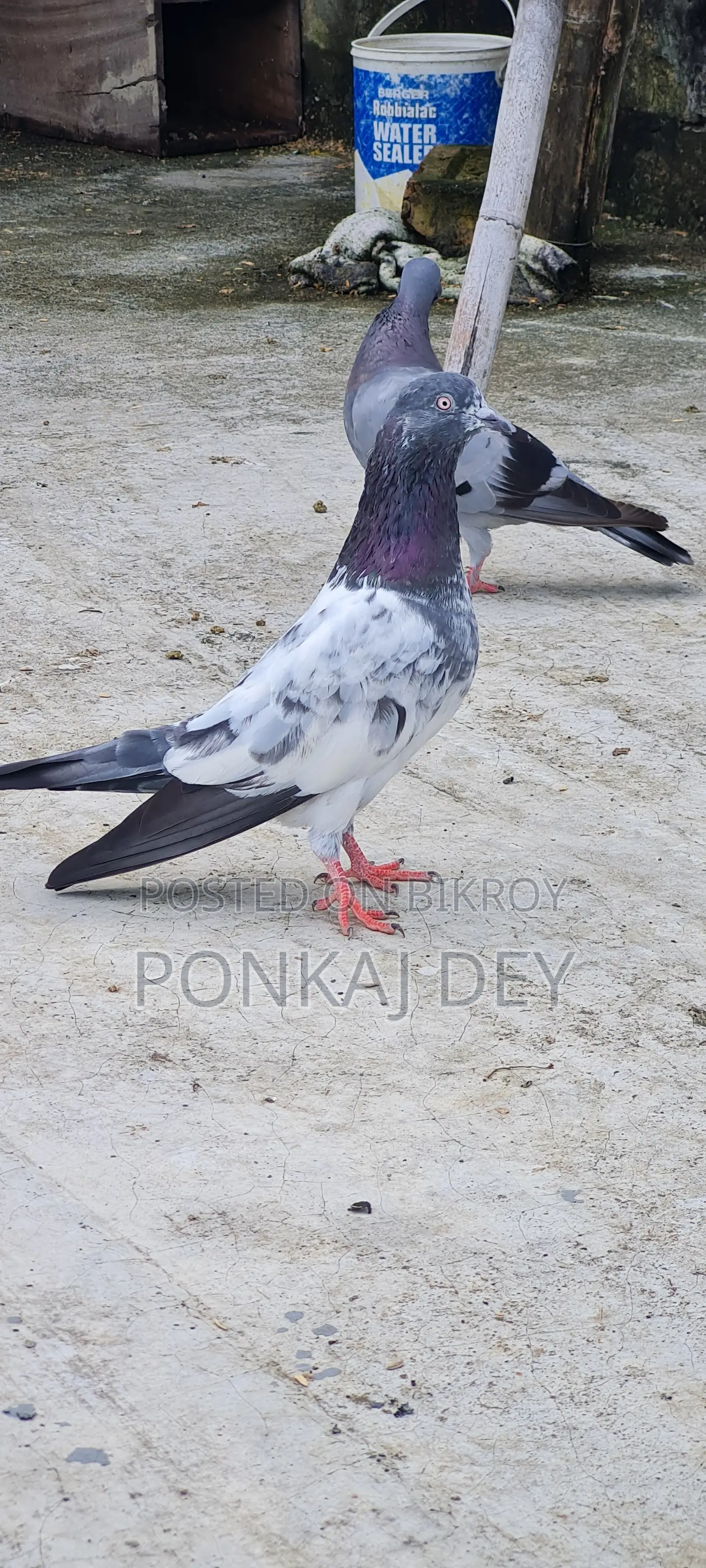 হাই ফ্লাইয়ার নর