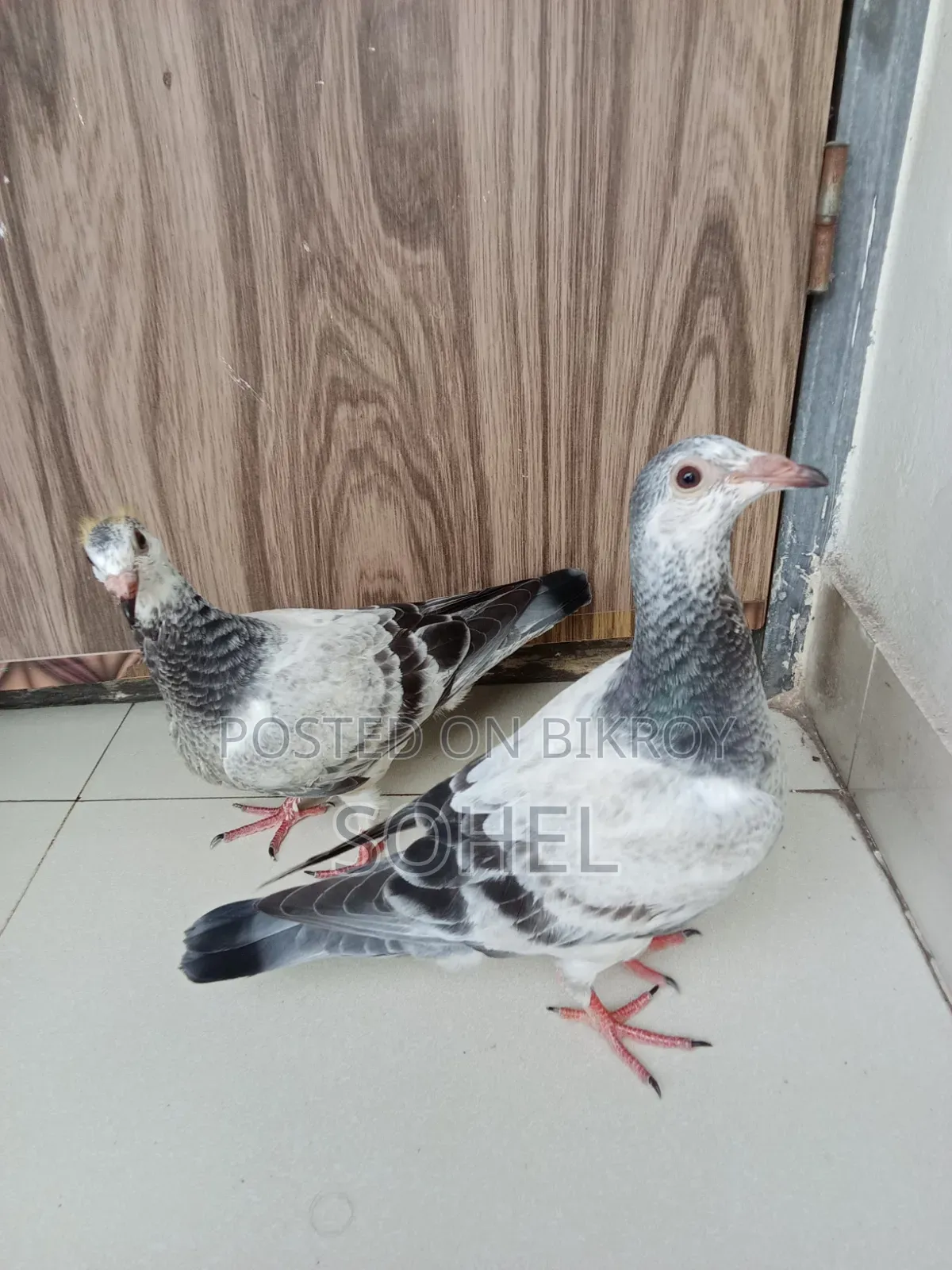 আফসান গ্রিজেল বেবি কবুতর