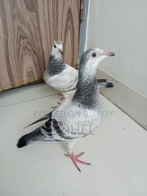 আফসান গ্রিজেল বেবি কবুতর
