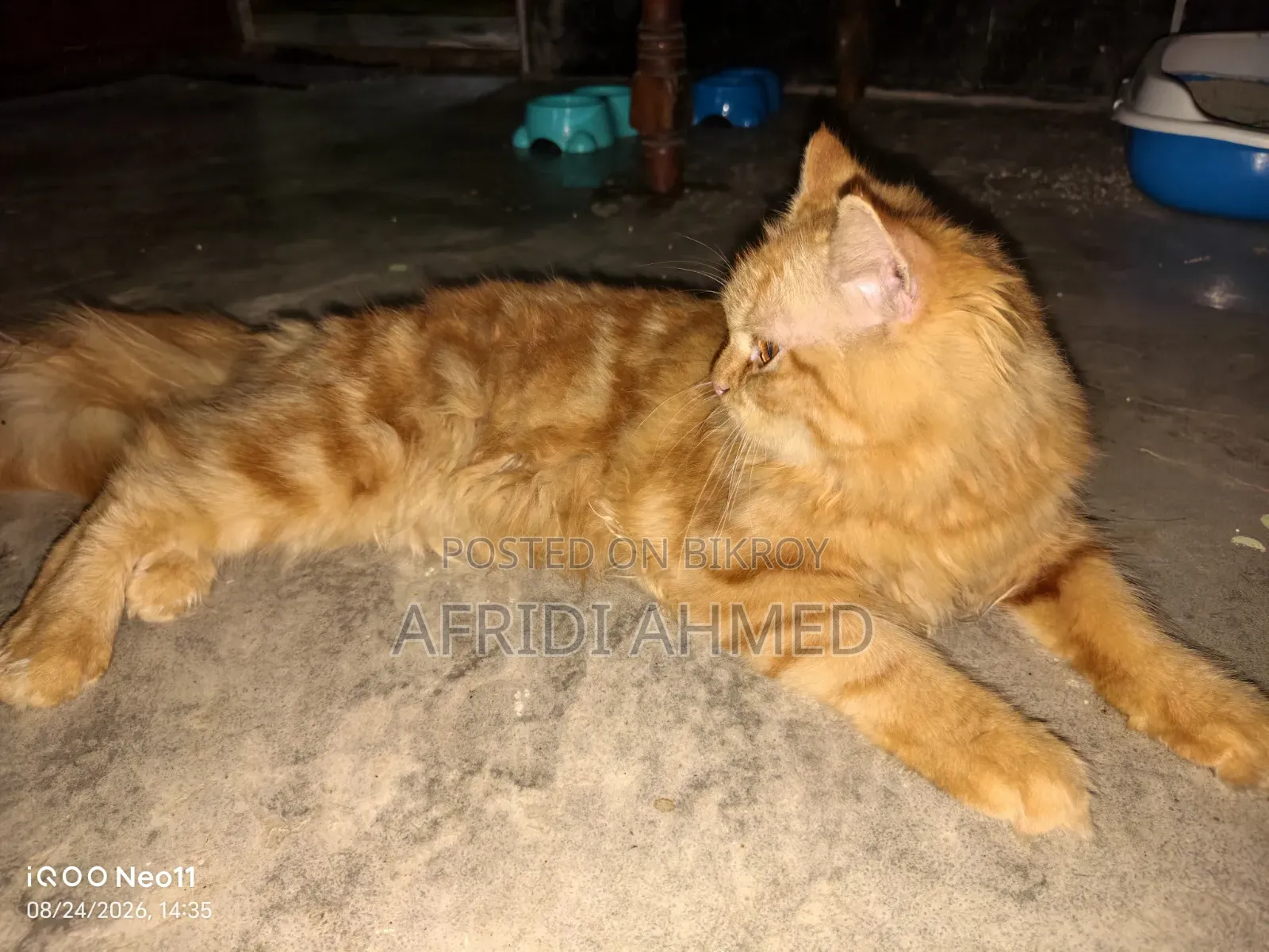 ৩-৬ মাসের পুরুষ মিশ্র জাতের পার্সিয়ান