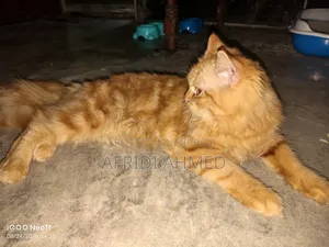 ৩-৬ মাসের পুরুষ মিশ্র জাতের পার্সিয়ান