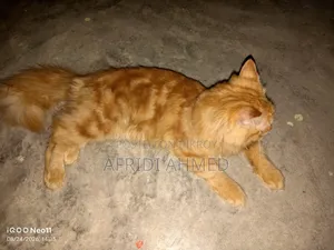 ৩-৬ মাসের পুরুষ মিশ্র জাতের পার্সিয়ান