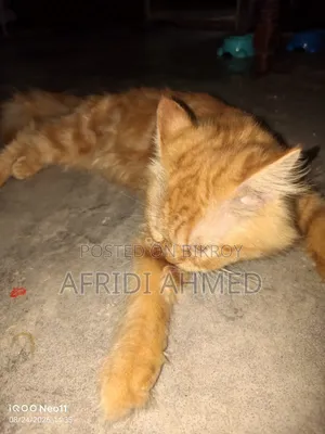 ৩-৬ মাসের পুরুষ মিশ্র জাতের পার্সিয়ান