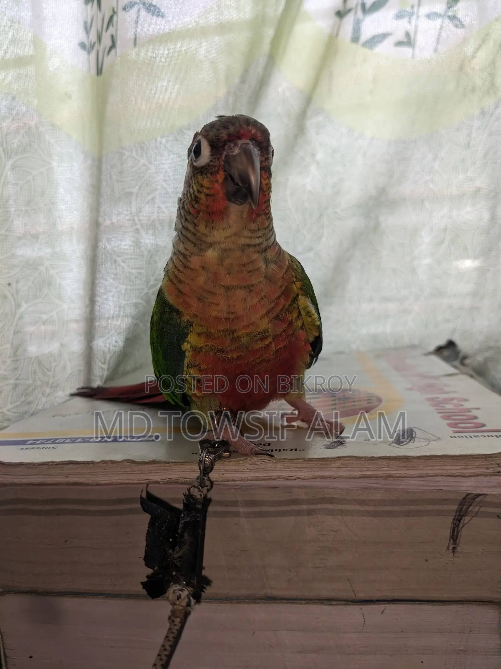Super Tame Green Cheek Conure