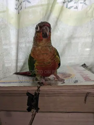 Super Tame Green Cheek Conure