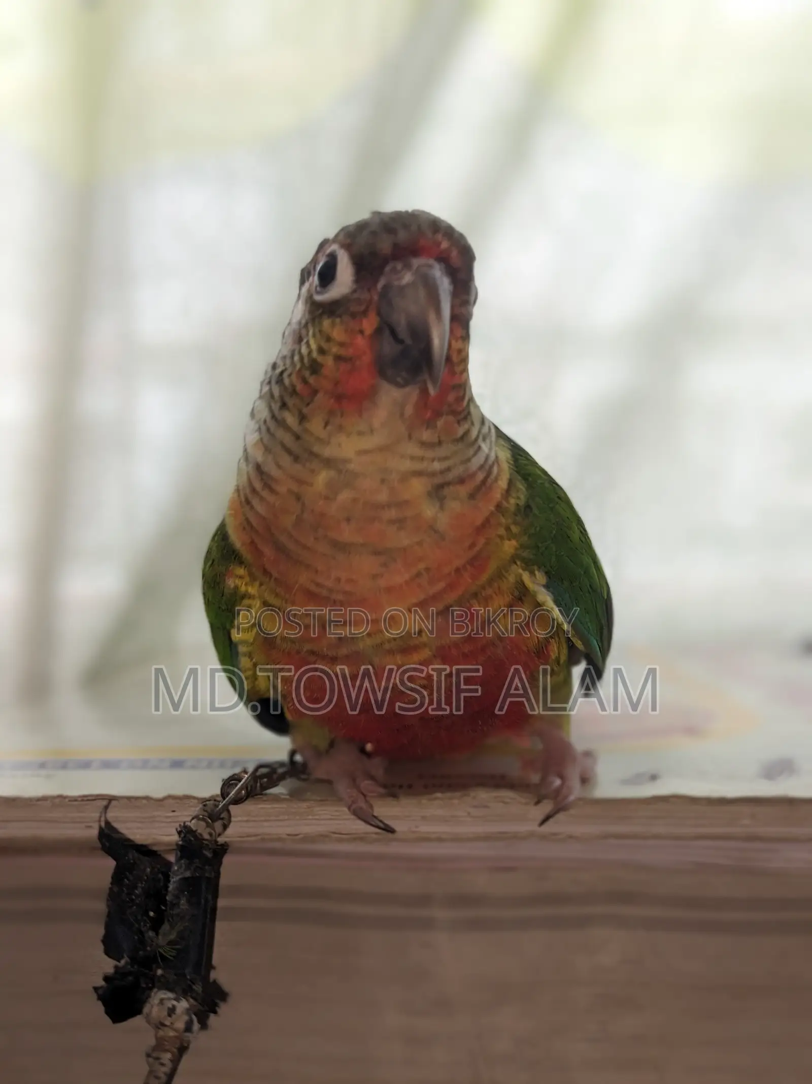 Super Tame Green Cheek Conure