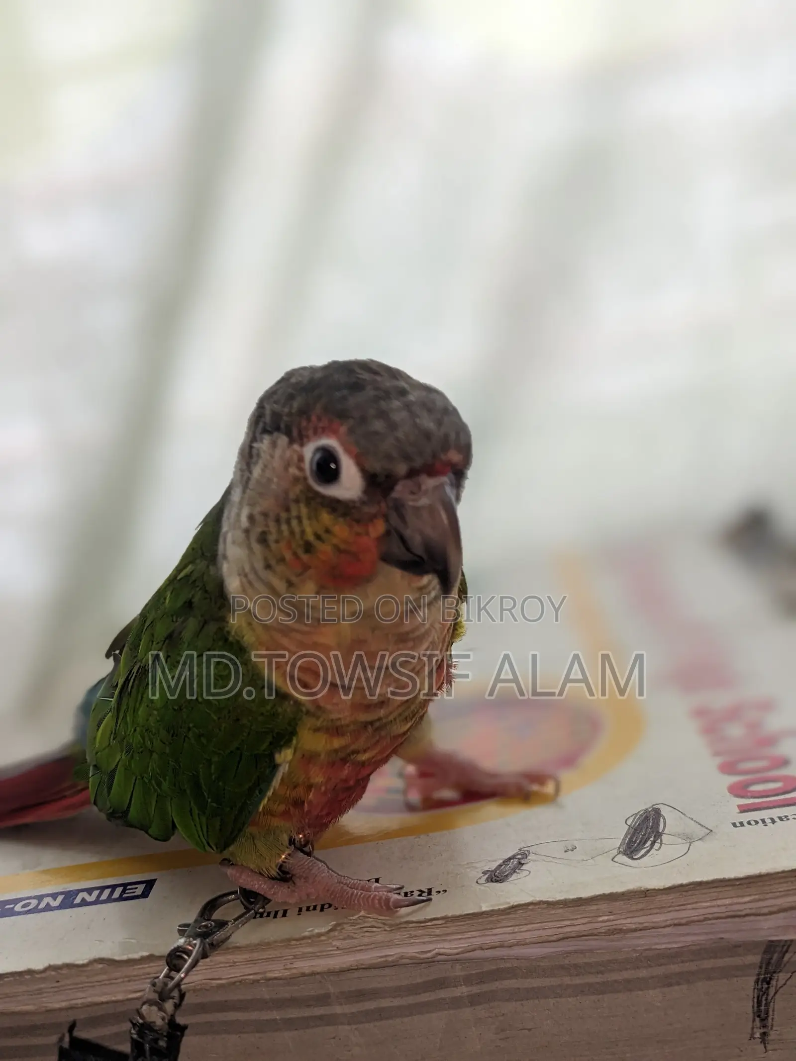 Super Tame Green Cheek Conure