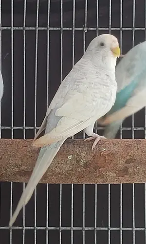 Budgie Adult Female