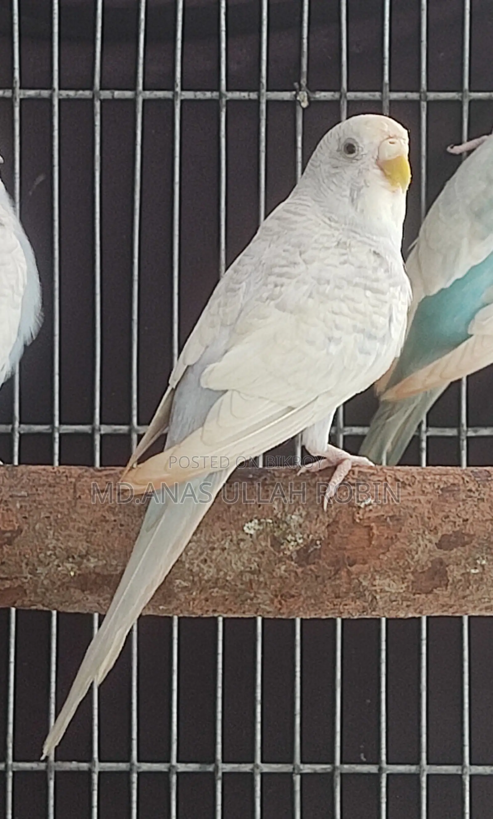 Budgie Adult Female