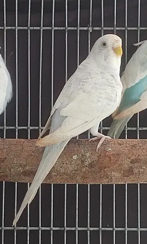 Budgie Adult Female
