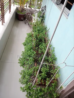 ১৩ পিস গাছের স্ট্যান্ড বিক্রি হবে,সাথে গাছ মাটি টপ ফ্রী অনেক গুলো