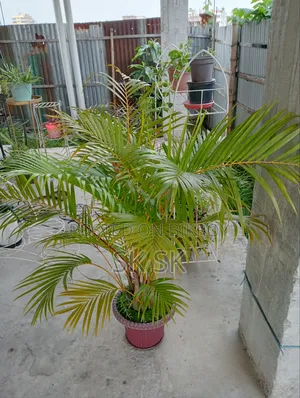 ১৩ পিস গাছের স্ট্যান্ড বিক্রি হবে,সাথে গাছ মাটি টপ ফ্রী অনেক গুলো