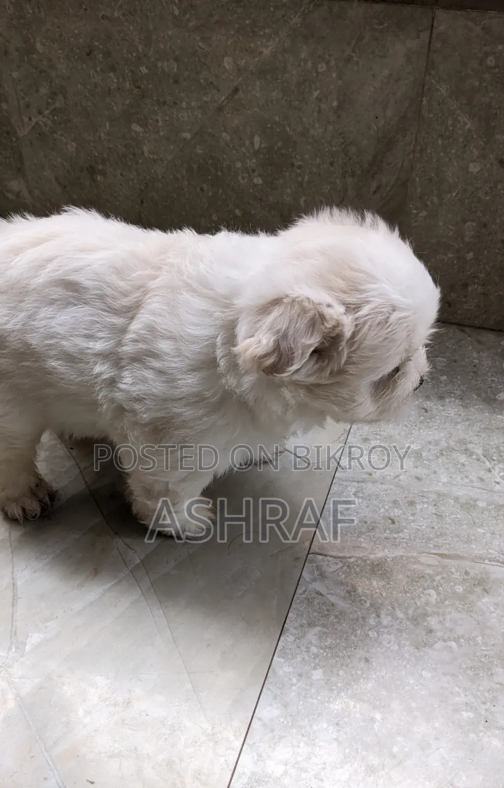 3-6 Months Male Purebred Lhasa Apso