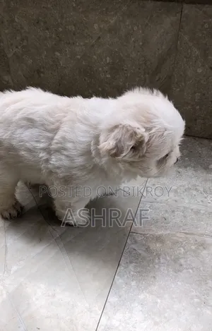 3-6 Months Male Purebred Lhasa Apso