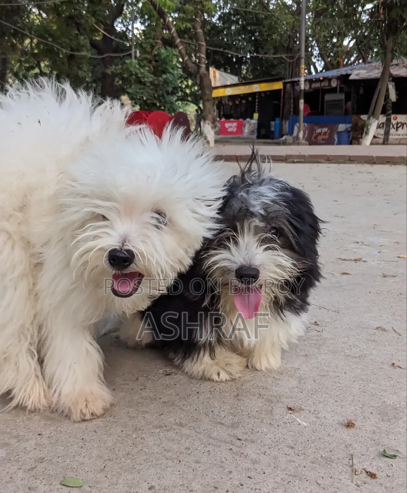 3-6 Months Male Purebred Lhasa Apso
