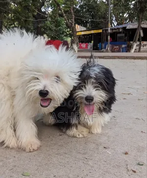 3-6 Months Male Purebred Lhasa Apso