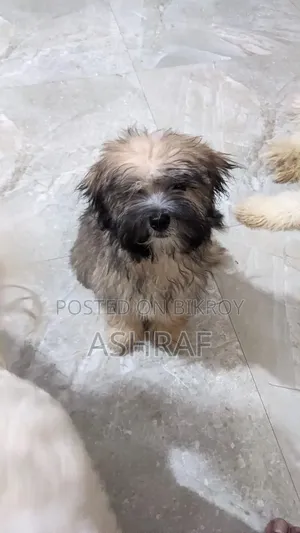 3-6 Months Male Purebred Lhasa Apso