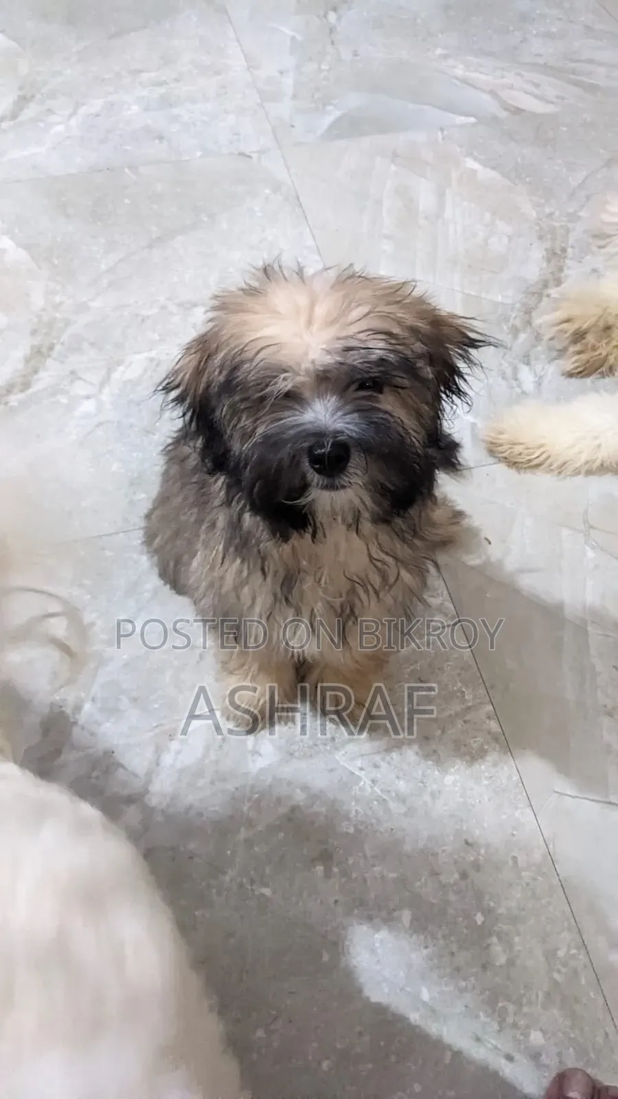 3-6 Months Male Purebred Lhasa Apso