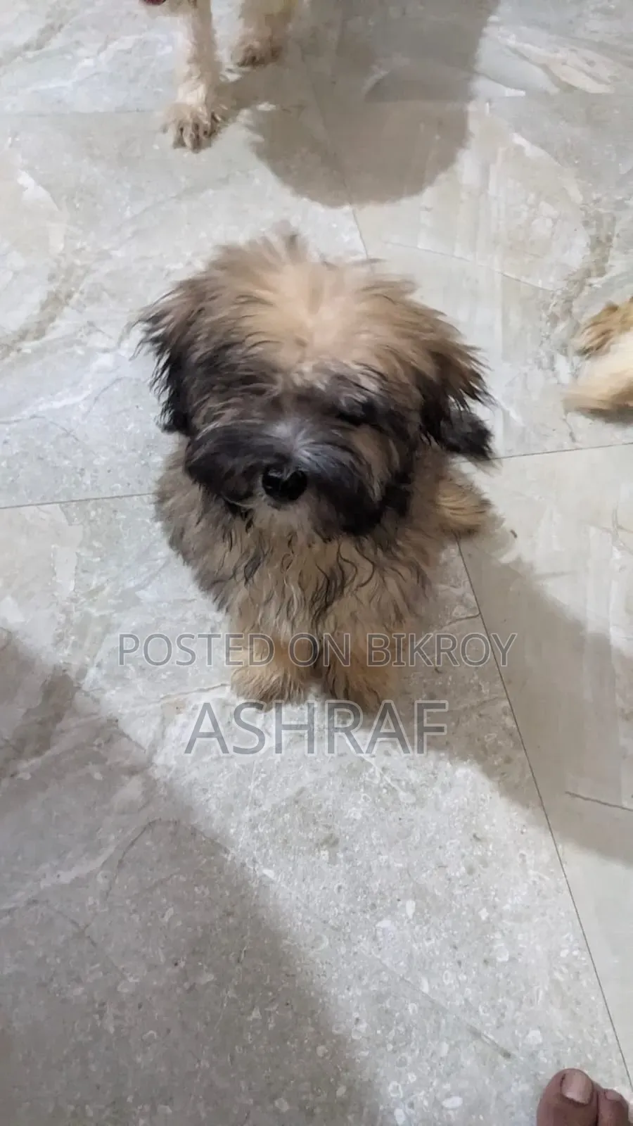 3-6 Months Male Purebred Lhasa Apso