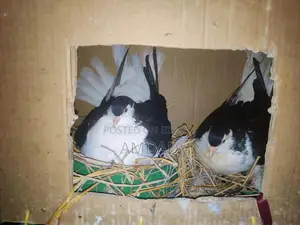 1 Pair Running Big Lahore Siraj Black 96% Bargaining Allowed