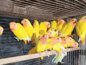 লাল মাথা লাভ বার্ড বেবি