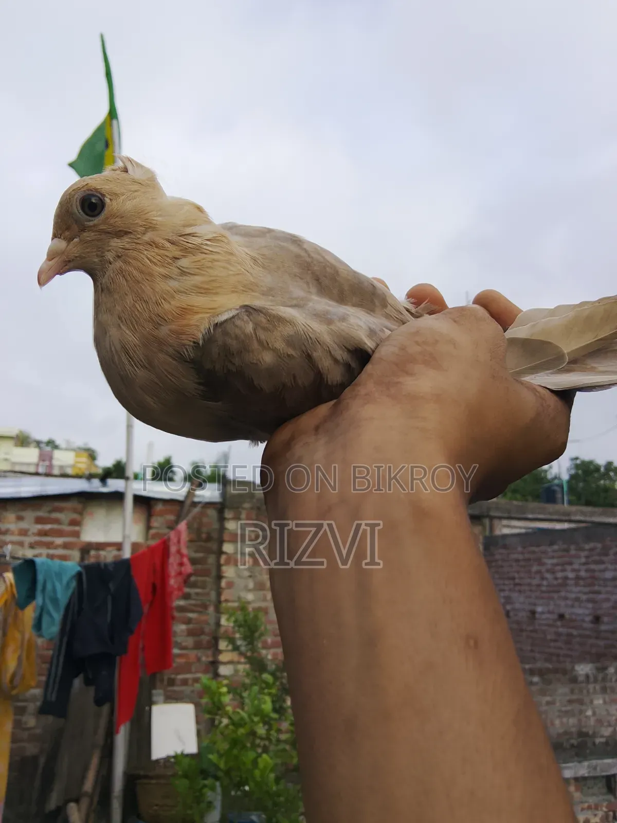 সোয়া চন্দনা কবুত