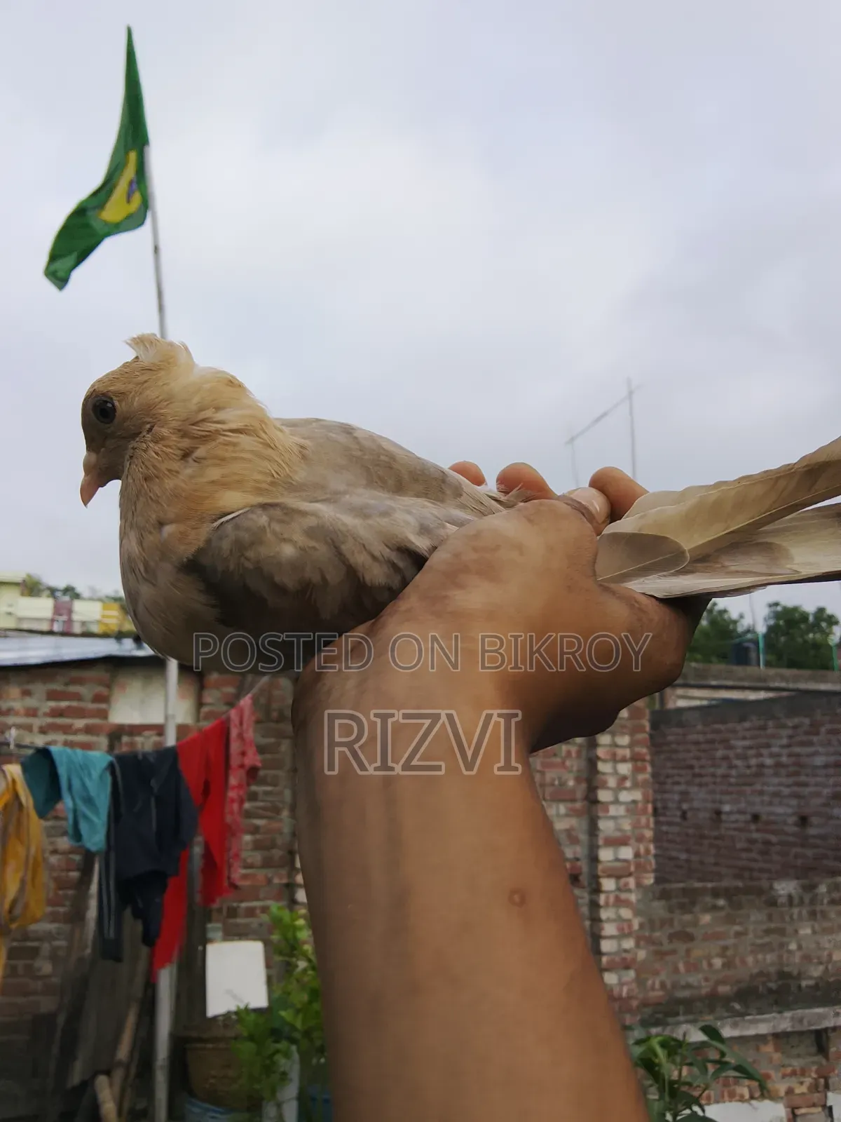 সোয়া চন্দনা কবুত