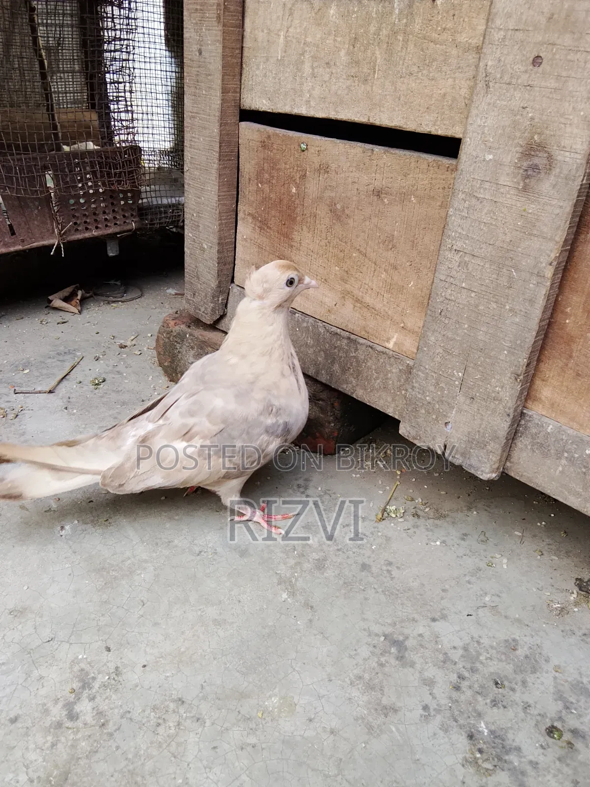 সোয়া চন্দনা কবুত