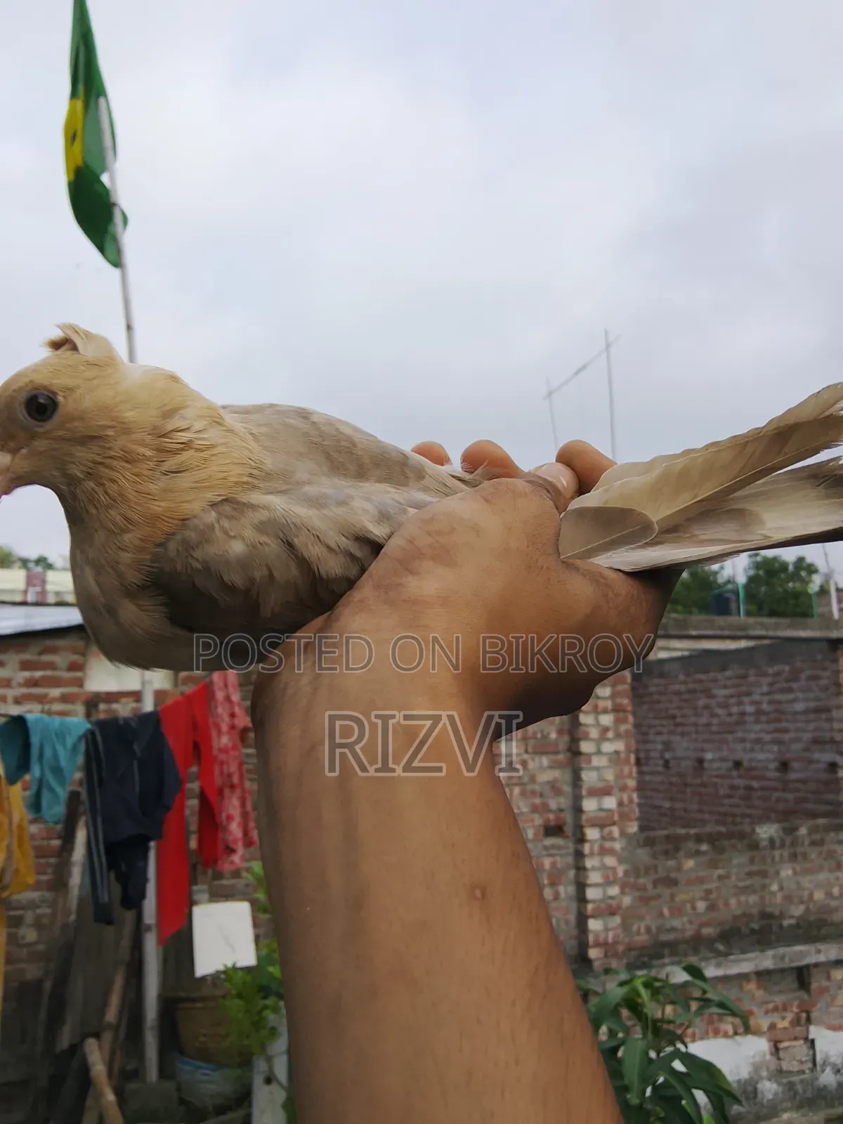 সোয়া চন্দনা কবুত