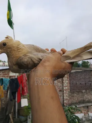 সোয়া চন্দনা কবুত