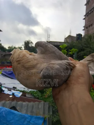 সোয়া চন্দনা কবুত