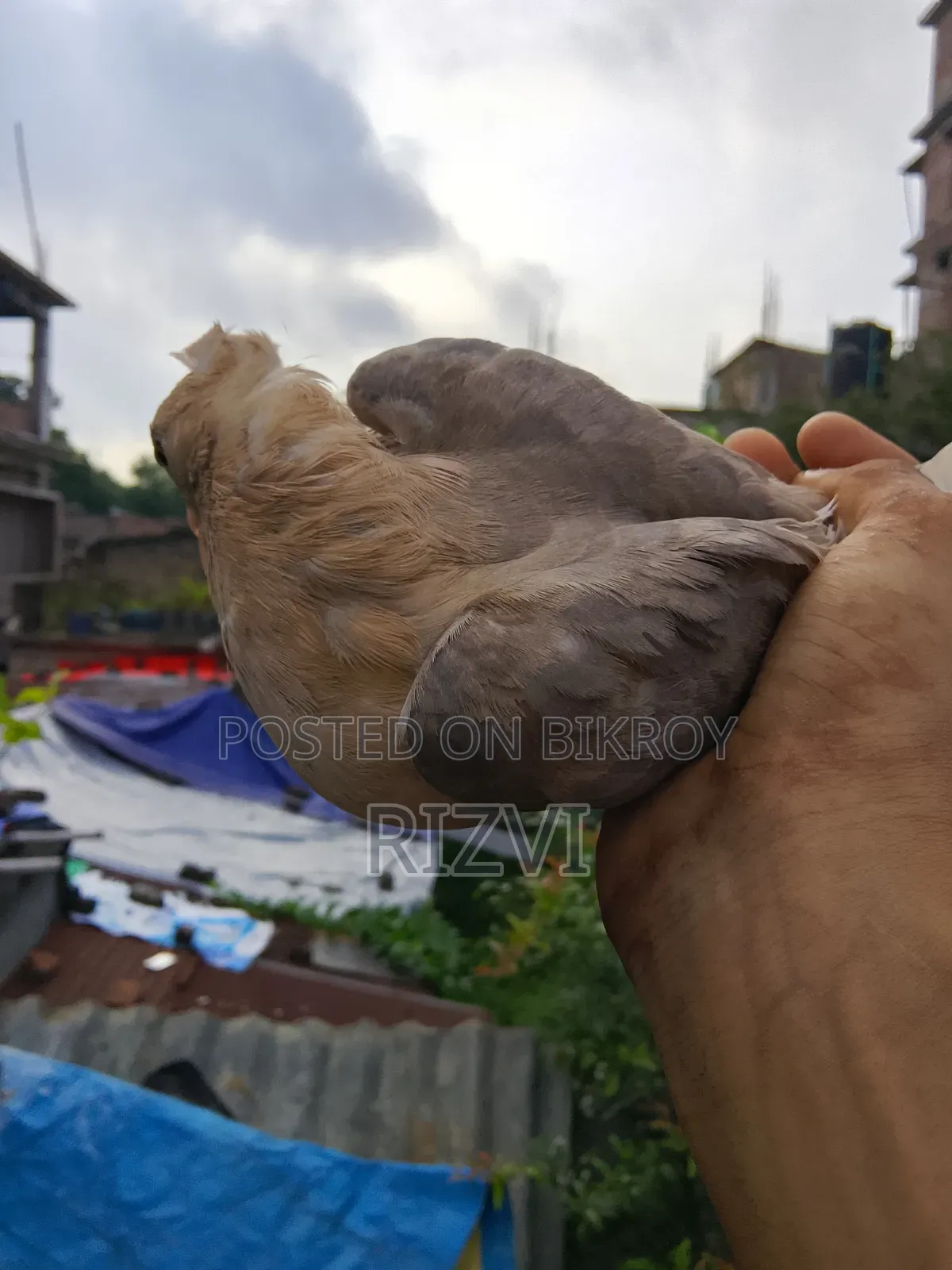 সোয়া চন্দনা কবুত