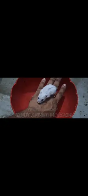 হ্যামস্টার ১ পিস