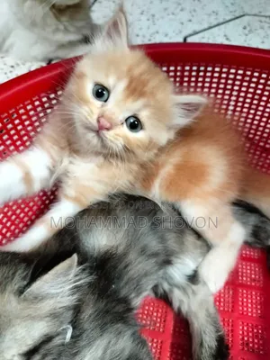 1-3 Months Male Purebred Persian