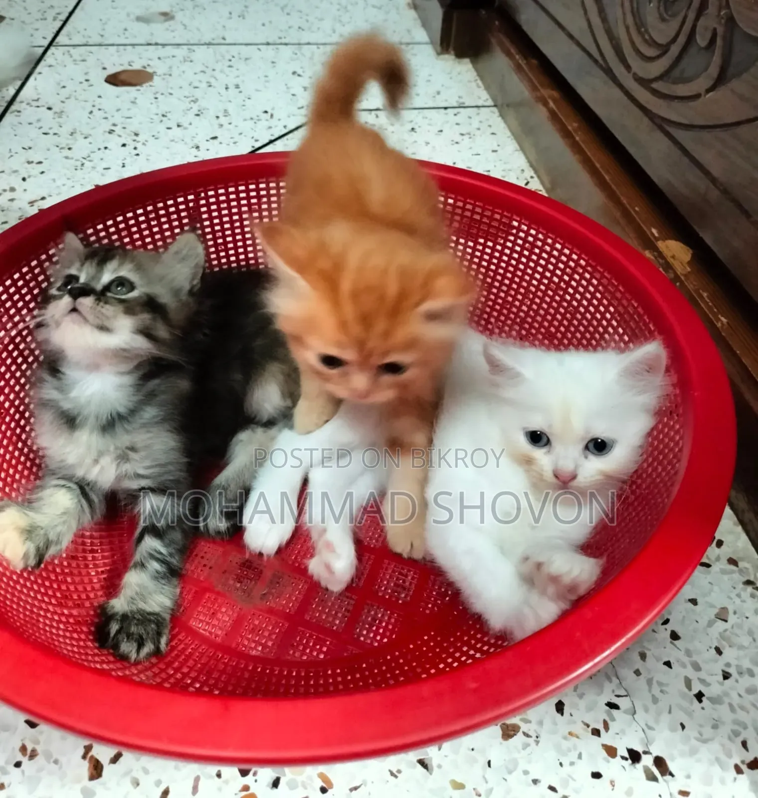 1-3 Months Male Purebred Persian