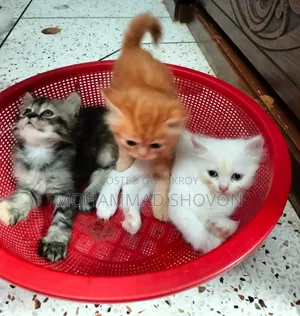 1-3 Months Male Purebred Persian