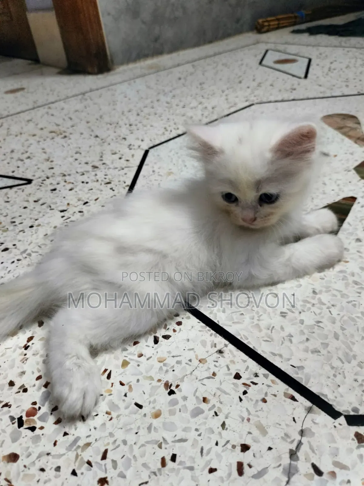 1-3 Months Male Purebred Persian